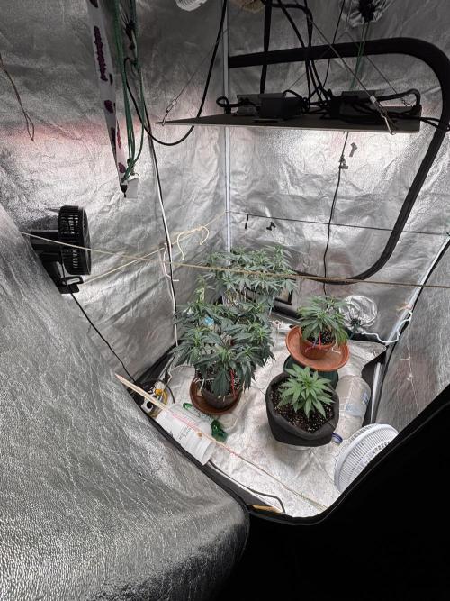 Critical Neville Haze 2.0. Week 6 - Whole team. One more Neville is inside☺️