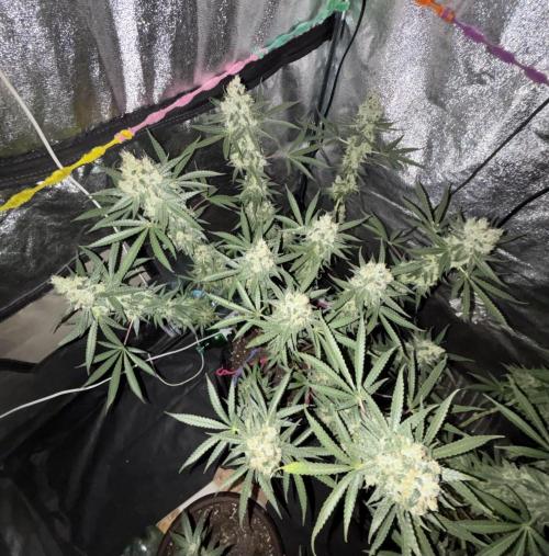 Glowstarz. Week 14