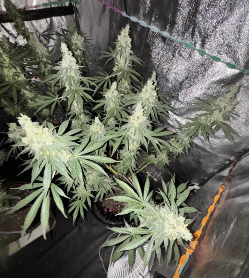 Glowstarz. Week 14