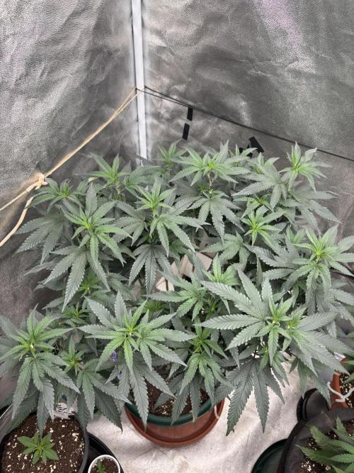 Biscotti Gelato. Week 13 - Transplanted before blooming