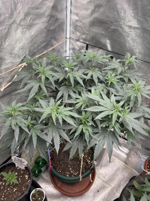 Biscotti Gelato. Week 13