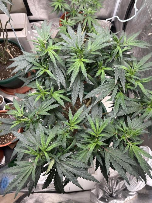 Biscotti Gelato. Week 13