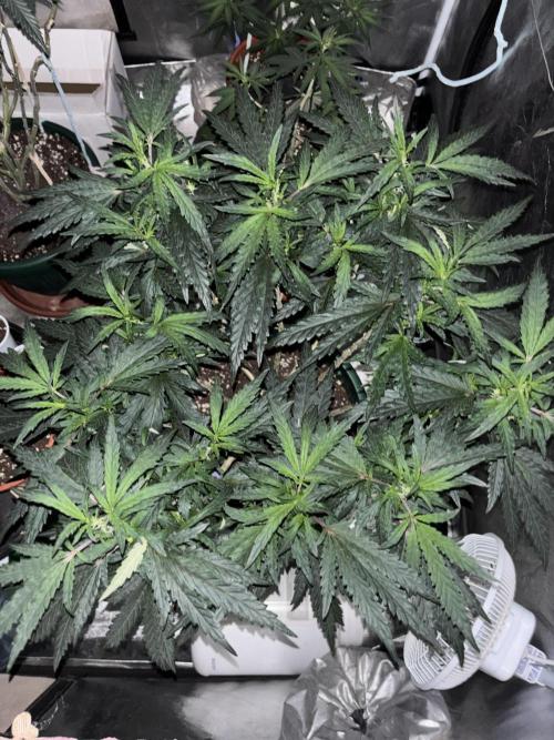 Biscotti Gelato. Week 13 - Hungry mode☺️