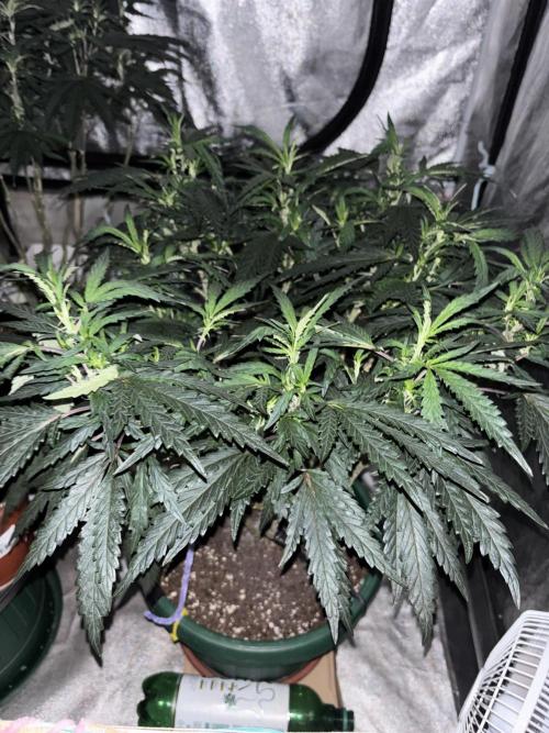Biscotti Gelato. Week 13