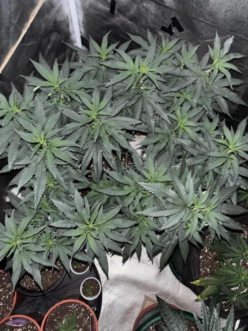 Biscotti Gelato. Week 13