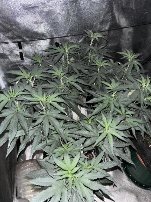 Biscotti Gelato. Week 13