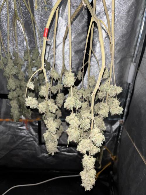 Biscotti Gelato. Week 13