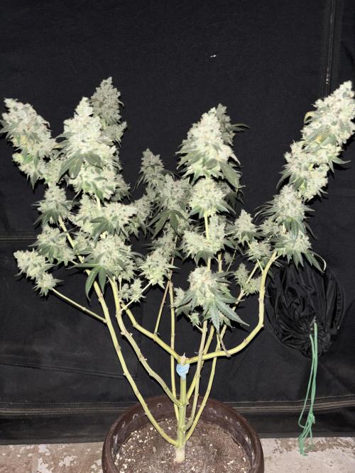 Biscotti Gelato. Week 13