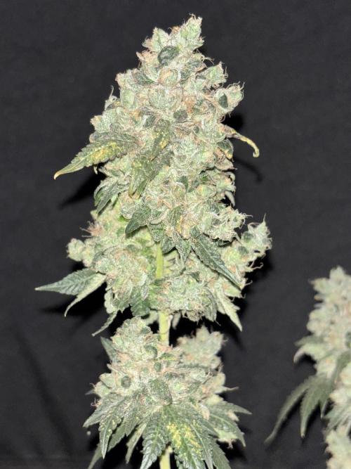 Biscotti Gelato. Week 13