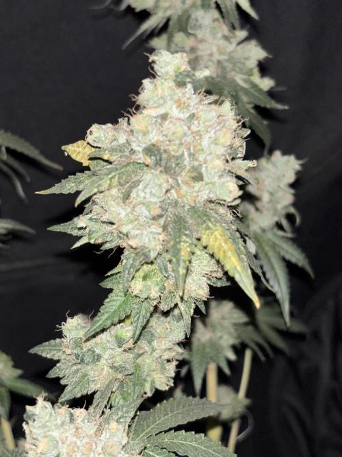 Biscotti Gelato. Week 13