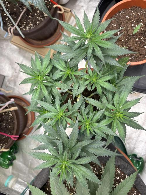 Critical Neville Haze 2.0. Week 7