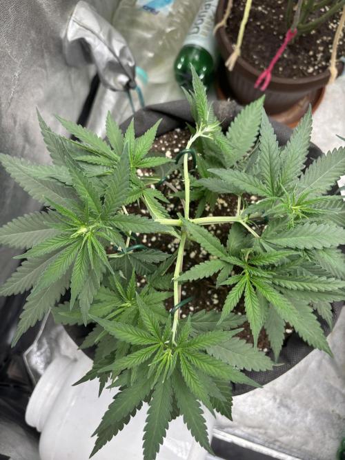 Critical Neville Haze 2.0. Week 7