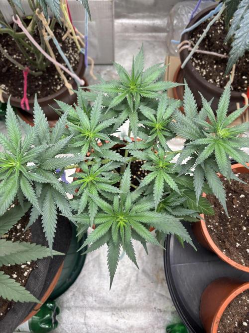 Critical Neville Haze 2.0. Week 7