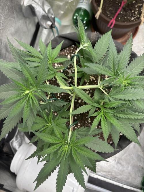 Critical Neville Haze 2.0. Week 7