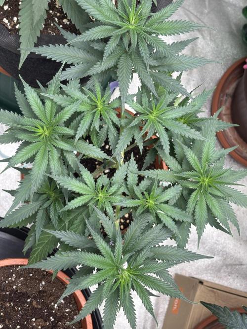 Critical Neville Haze 2.0. Week 7
