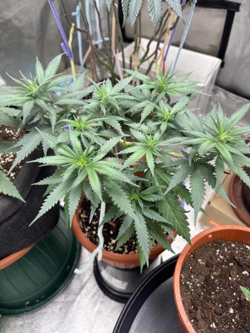 Critical Neville Haze 2.0. Week 7