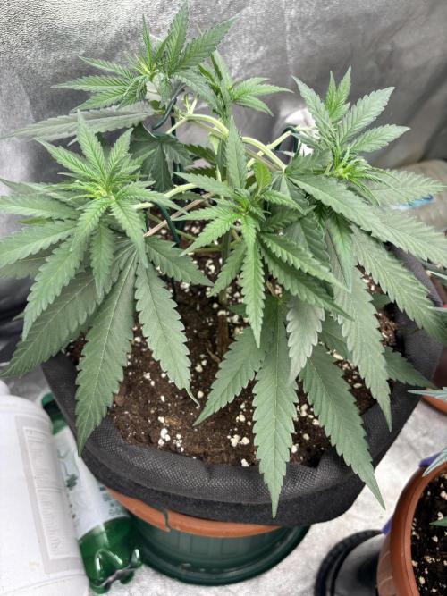 Critical Neville Haze 2.0. Week 7