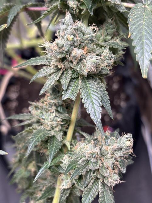 Frostbanger autos. Week 9