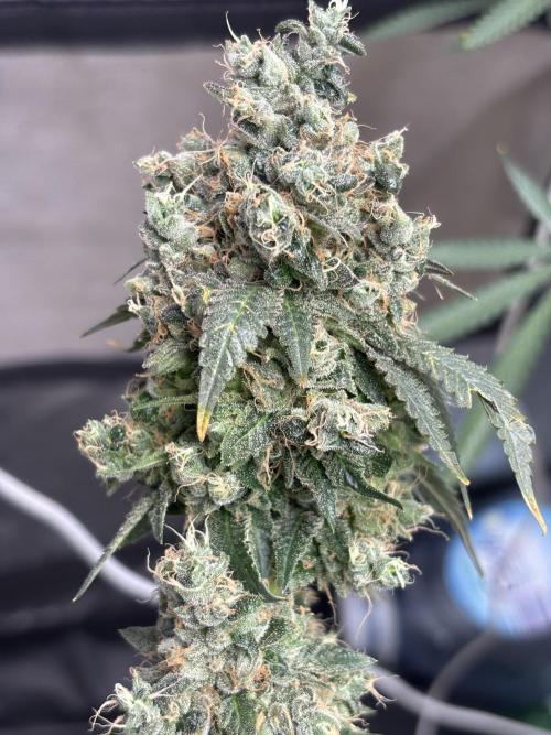 Frostbanger autos. Week 9