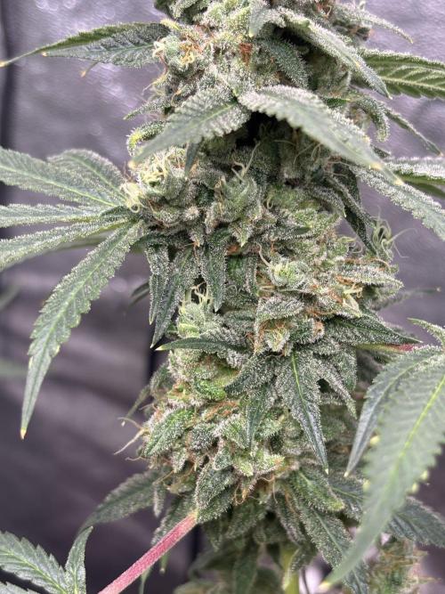 Frostbanger autos. Week 9