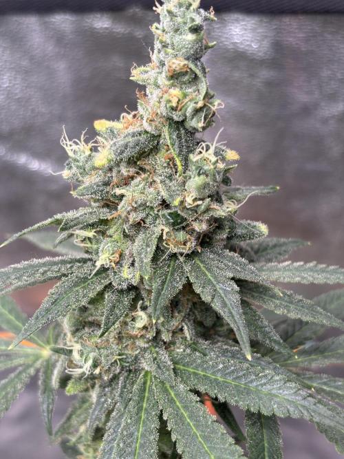 Frostbanger autos. Week 9
