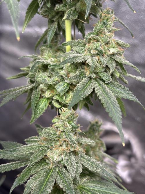 Frostbanger autos. Week 9