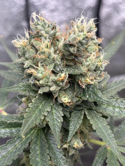 Frostbanger autos. Week 9