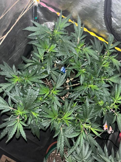 Biscotti Gelato. Week 14