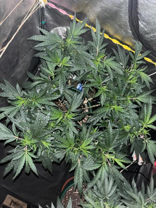 Biscotti Gelato. Week 14