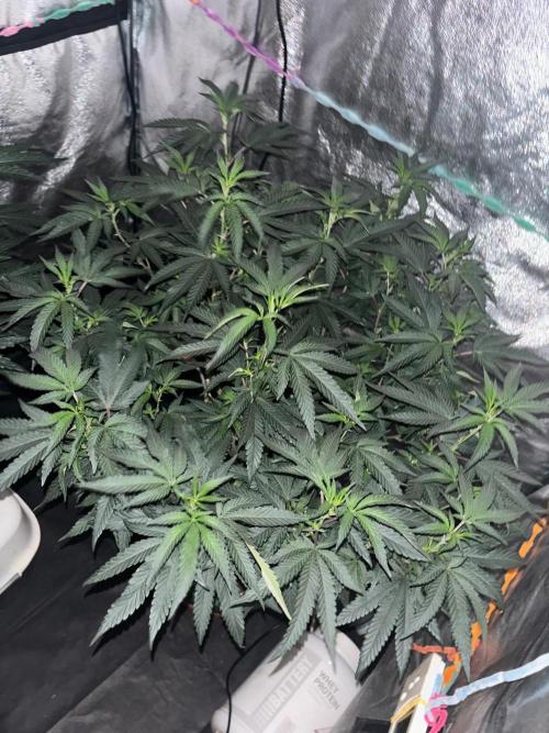 Biscotti Gelato. Week 14
