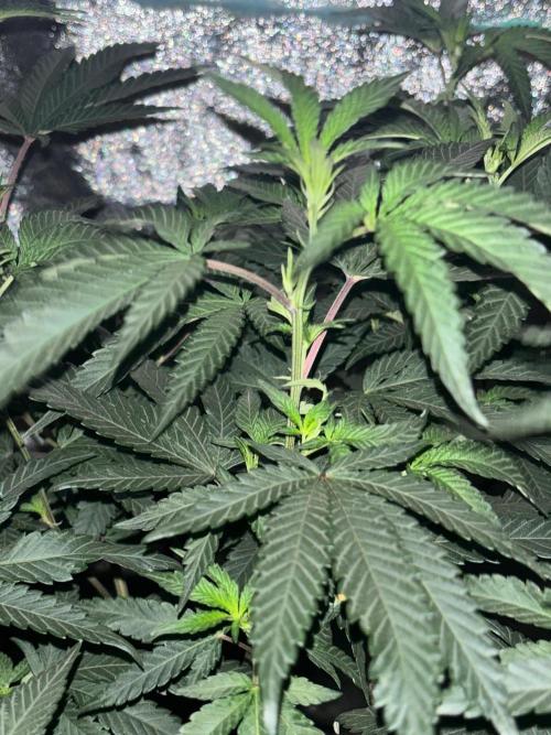 Biscotti Gelato. Week 14
