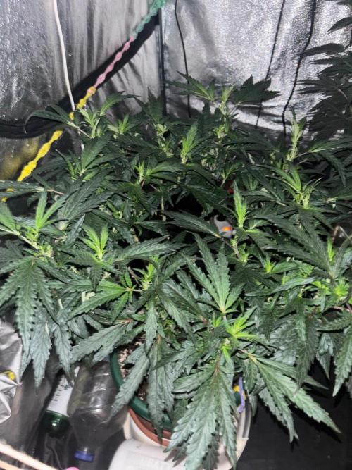Biscotti Gelato. Week 14