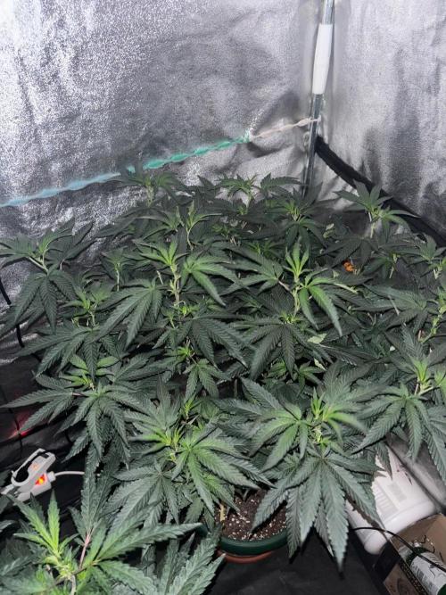Biscotti Gelato. Week 14