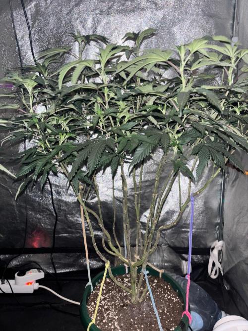 Biscotti Gelato. Week 14