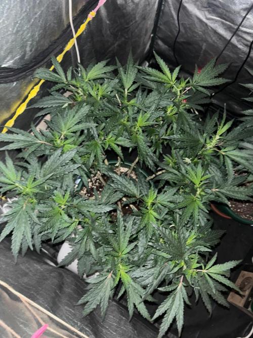 Biscotti Gelato. Week 14