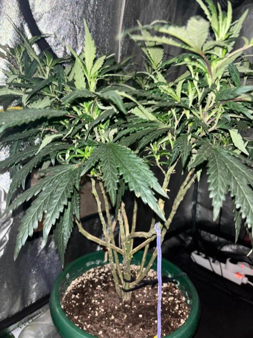 Biscotti Gelato. Week 14