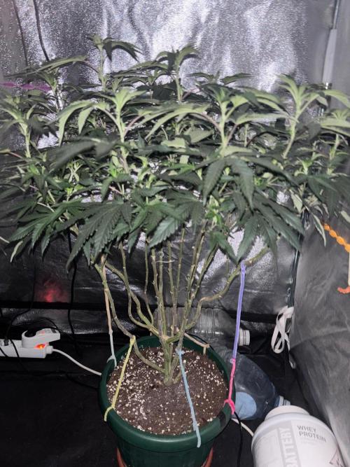 Biscotti Gelato. Week 14