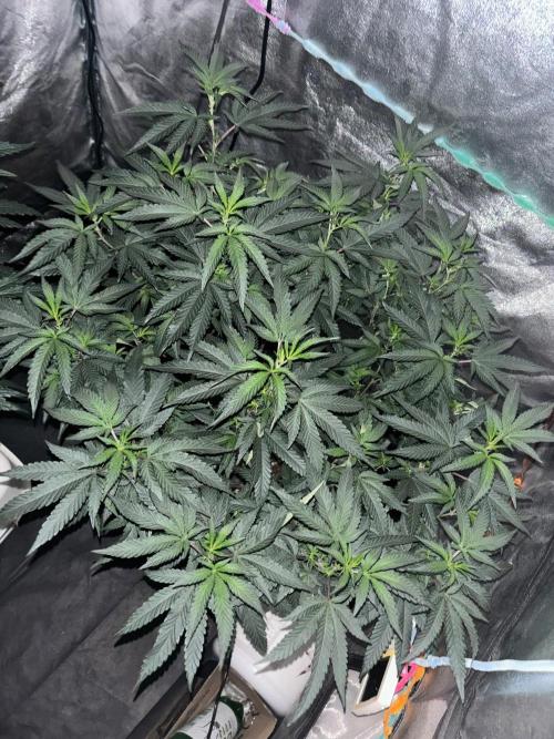 Biscotti Gelato. Week 14