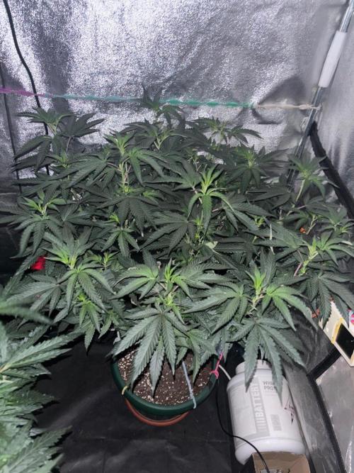 Biscotti Gelato. Week 14