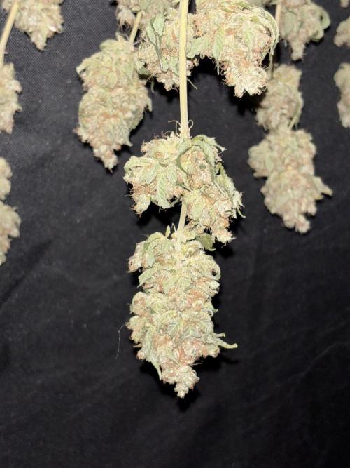 Biscotti Gelato. Week 14