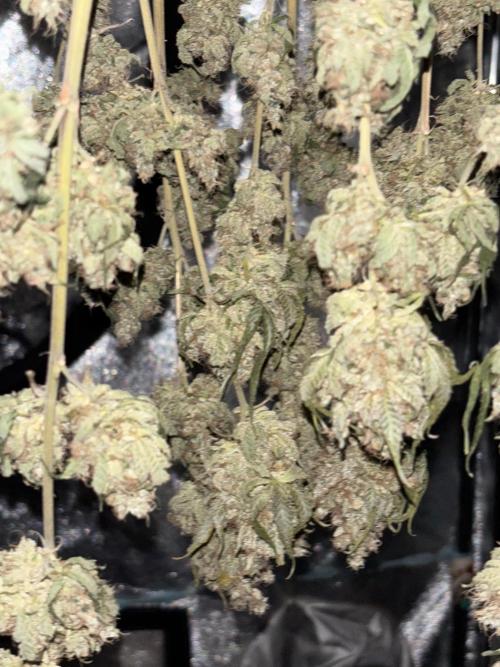 Biscotti Gelato. Week 14