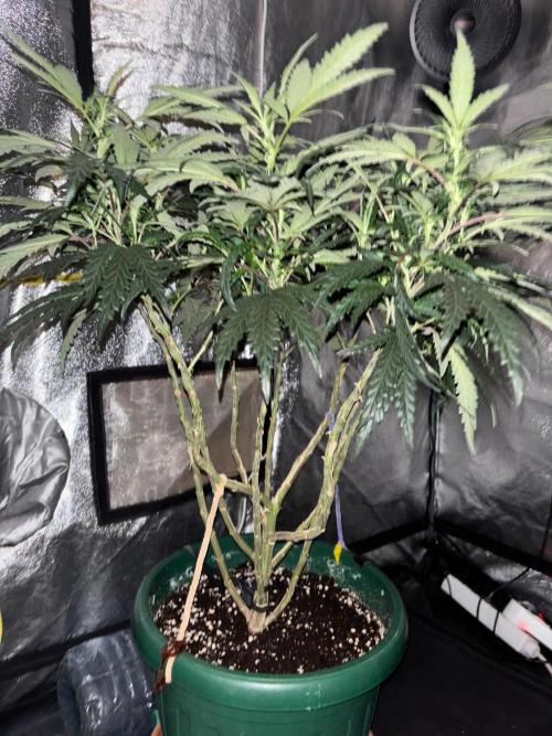 Biscotti Gelato. Week 15