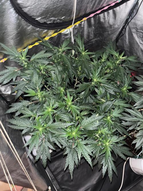 Biscotti Gelato. Week 15