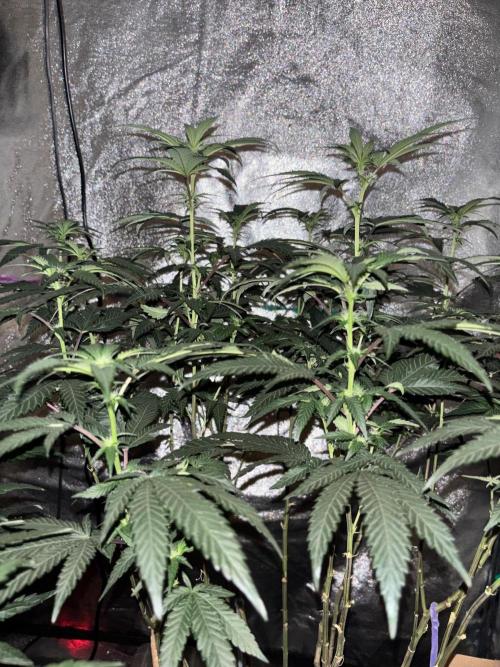 Biscotti Gelato. Week 15