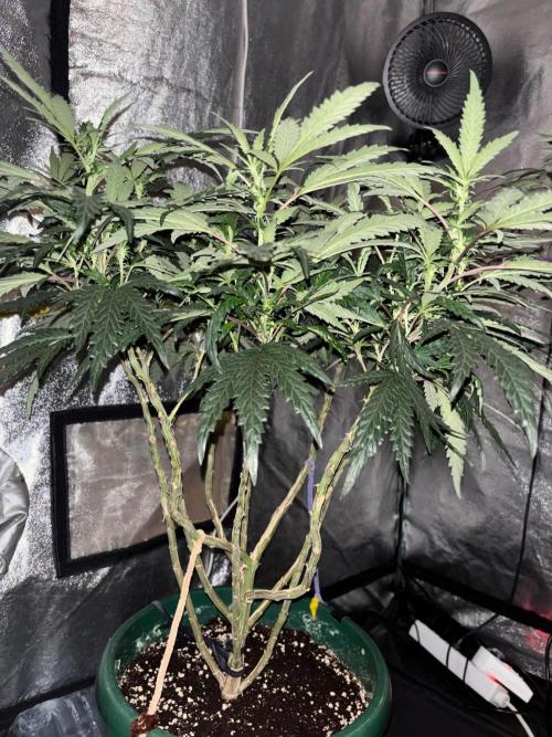 Biscotti Gelato. Week 15
