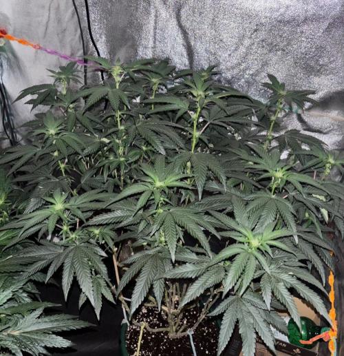 Biscotti Gelato. Week 15