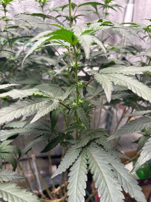 Biscotti Gelato. Week 15