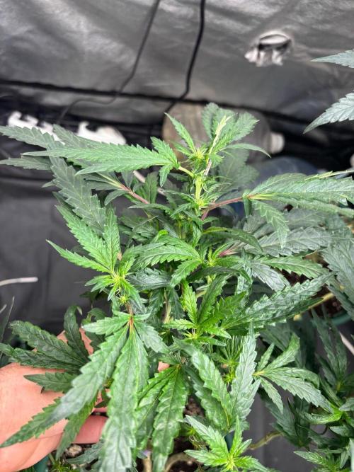 Biscotti Gelato. Week 15