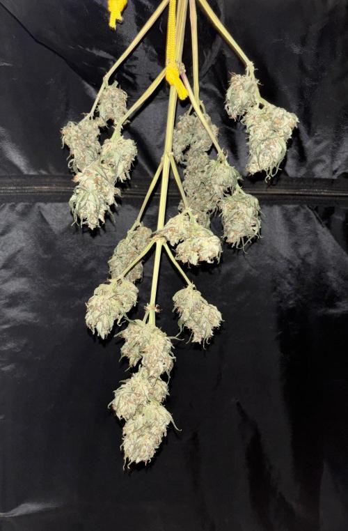 Frostbanger autos. Week 10