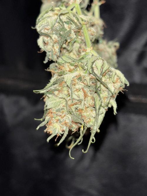 Frostbanger autos. Week 10